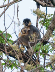 Trachypithecus pileatus