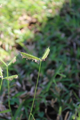 Dactyloctenium australe