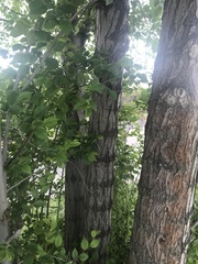 Ulmus pumila