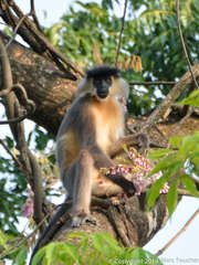 Trachypithecus pileatus