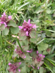 Lamium purpureum