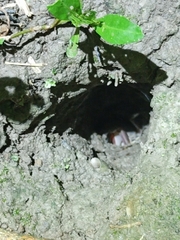 Nanhaipotamon formosanum