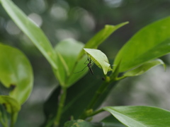 Armigeres subalbatus