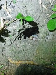 Nanhaipotamon formosanum