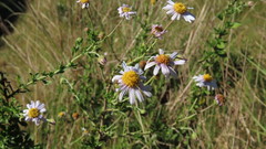 Felicia erigeroides