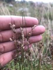Juncus oxycarpus