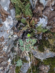 Boechera breweri