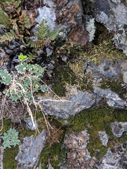 Boechera breweri