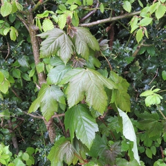 Acer pseudoplatanus