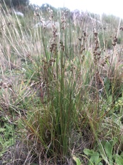 Juncus oxycarpus