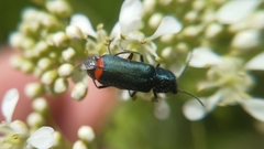 Haplomalachius flabellatus