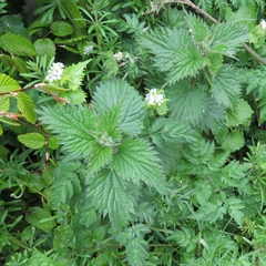 Urtica dioica
