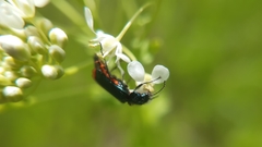 Haplomalachius flabellatus