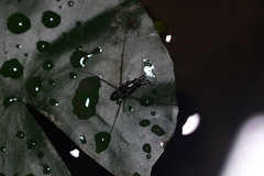 Limnogonus fossarum
