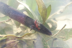 Siren intermedia