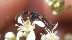 Haplomalachius flabellatus