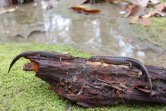 Desmognathus valtos