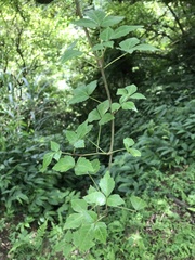 Eleutherococcus trifoliatus setosus