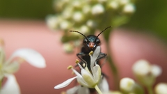 Haplomalachius flabellatus