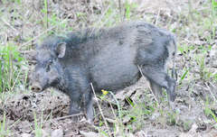 Sus scrofa cristatus