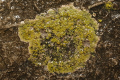 Flavoplaca maritima