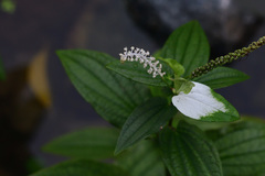 Saururus chinensis