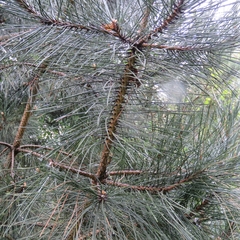 Pinus