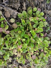 Lapsanastrum apogonoides