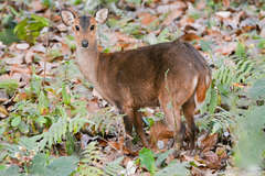 Axis porcinus
