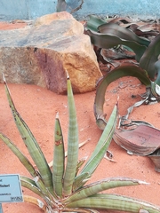 Sansevieria pfisteri