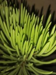 Senecio barbertonicus