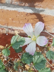 Monsonia mossamedensis