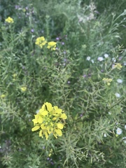 Rhamphospermum arvense
