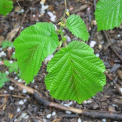 Corylus avellana