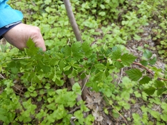 Rubus sachalinensis