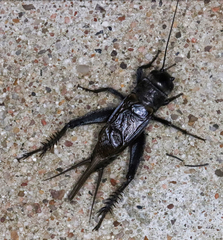 Gryllus texensis