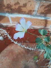 Monsonia mossamedensis