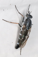 Ozodiceromyia notata