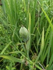 Iris giganticaerulea
