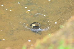 Kinosternon herrerai