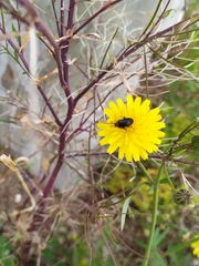 Heliotaurus ruficollis