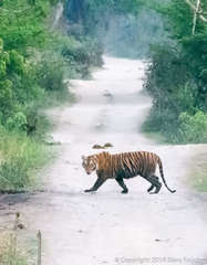 Panthera tigris tigris