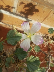 Monsonia mossamedensis