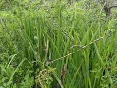 Iris giganticaerulea