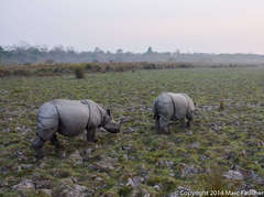 Rhinoceros unicornis