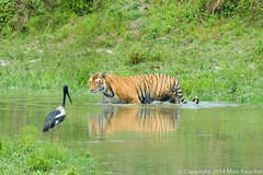 Panthera tigris tigris