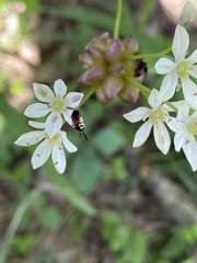 Pelonides quadripunctata