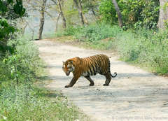 Panthera tigris tigris