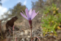 Lactuca perennis