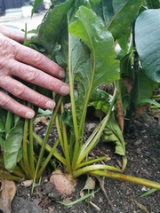 Beta vulgaris vulgaris